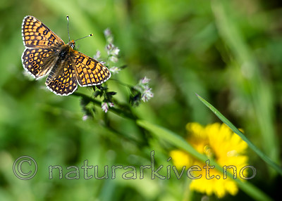 BB 13 0526 / Melitaea cinxia / Prikkrutevinge